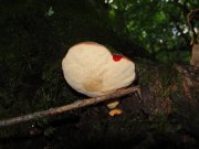 DSC04509.JPG