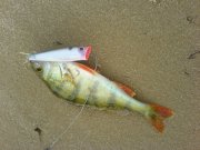 DSC00037.JPG