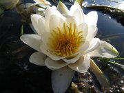 IMG_0339.jpg