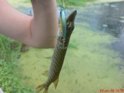 DSC00135_800x600.jpg