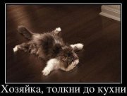 котэ.jpg