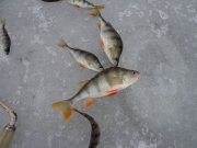 DSC00739.JPG