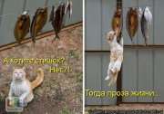 проза.jpg