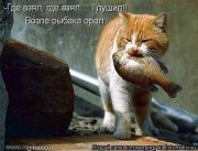 коте.jpg