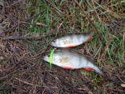 DSC00793.JPG