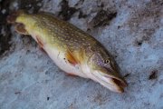 IMG_1823.jpg