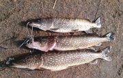 IMG_20130331_153430.jpg