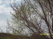 100_2905_thumb.jpg