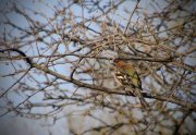 IMG_1889_resize.jpg