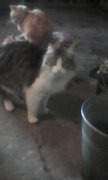 IMG0003A.jpg
