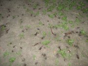 IMG_1605.JPG