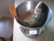 IMAG0194.jpg