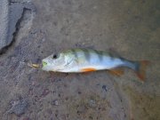 DSC01130.JPG