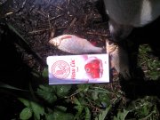 IMG_20130602_124117.jpg