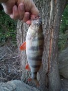 20130602_203609-1.jpg
