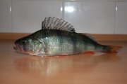 IMG_3778.JPG