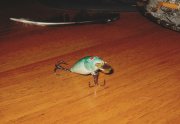 IMG_2439_2.JPG