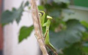 PIC_0141.JPG