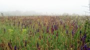2013-06-06_06-40-07_920.jpg