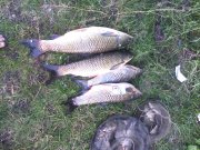 IMG_20130609_160210.jpg