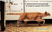 минтай.jpg