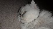 SAM_0332.JPG