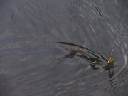 IMG_2123_resize.jpg