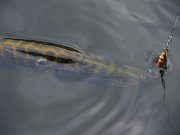 IMG_2135_resize.jpg