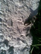 жук олень.jpg