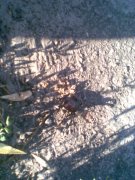 жук олень1.jpg