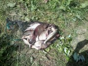 2013-06-25 12.59.59.jpg