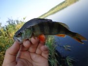 DSC01225.JPG