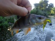 DSC01268.JPG