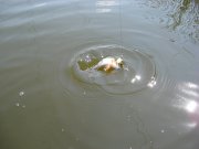 IMG_0004.JPG