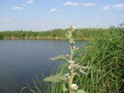 IMG_0013.JPG