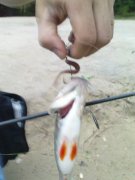 DSC08505.JPG