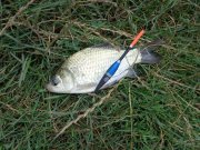 DSC01294.JPG