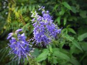 IMG_2294_resize.jpg