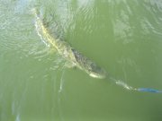 IMG_9824.JPG