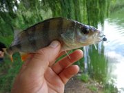 DSC01329.JPG