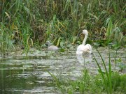 IMG_1201.JPG
