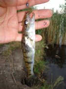 DSC01334.JPG