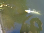 DSC01382.JPG