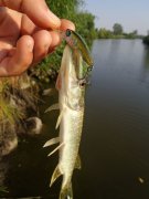 DSC01384.JPG