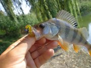DSC01393.JPG