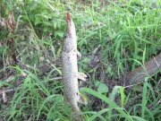 IMG_0789.JPG