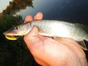 DSC01413.JPG