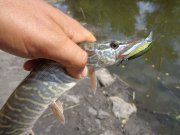 DSC01426.JPG