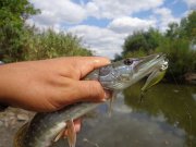 DSC01427.JPG