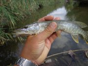 DSC01428.JPG
